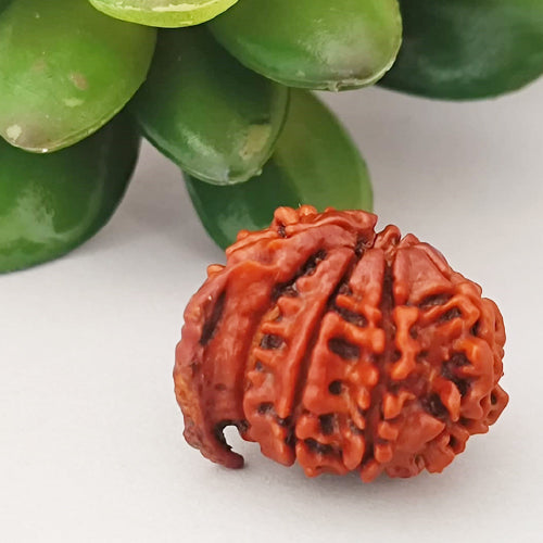 Special Ganesh Rudraksha