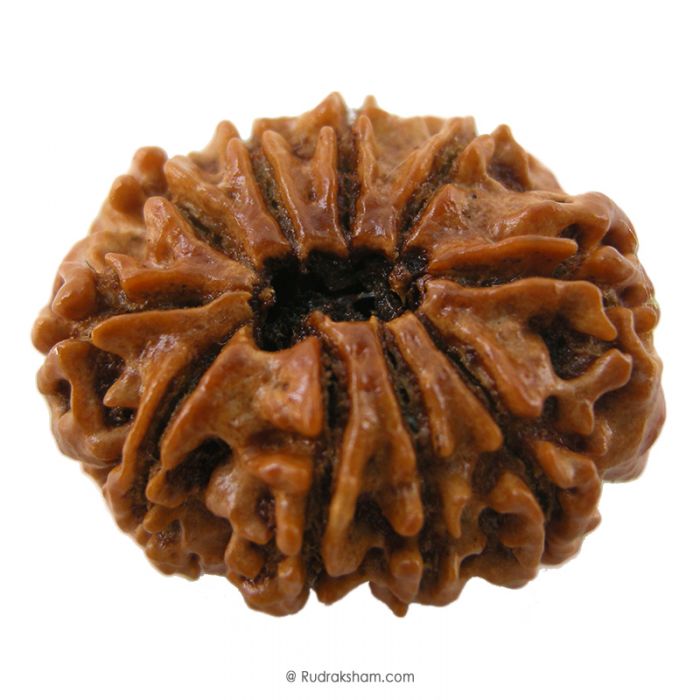 (28.14mm) 10 Mukhi Rudraksha Super Collector Bead | Dus Mukhi, Ten Faced Rudraksha from Nepal | Benefits of 10 Mukhi Super Collector Rudraksha