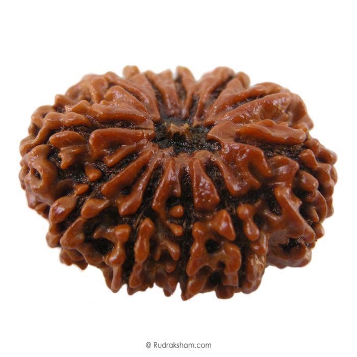 (29.94mm) 11 Mukhi Rudraksha Super Collector Bead | Gyrah Mukhi Rudraksha Bead, Eleven Faced Energised Nepali Rudraksh | Mantra and Benefits of 11 Face Super Collector Bead