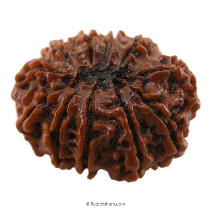 (29.94mm) 11 Mukhi Rudraksha Super Collector Bead | Gyrah Mukhi Rudraksha Bead, Eleven Faced Energised Nepali Rudraksh | Mantra and Benefits of 11 Face Super Collector Bead