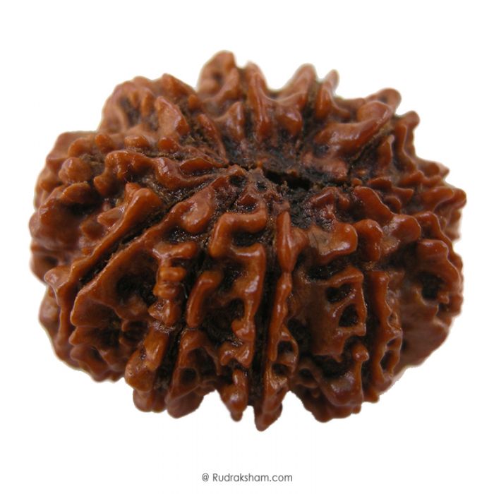 (30.08mm) 11 Mukhi Rudraksha Super Collector Bead | 11 Mukhi Rudraksha Mantra | Gyarah Mukhi, Eleven Faced Shiva Rudraksha Bead | Energised and Original Nepal Super Collector Bead