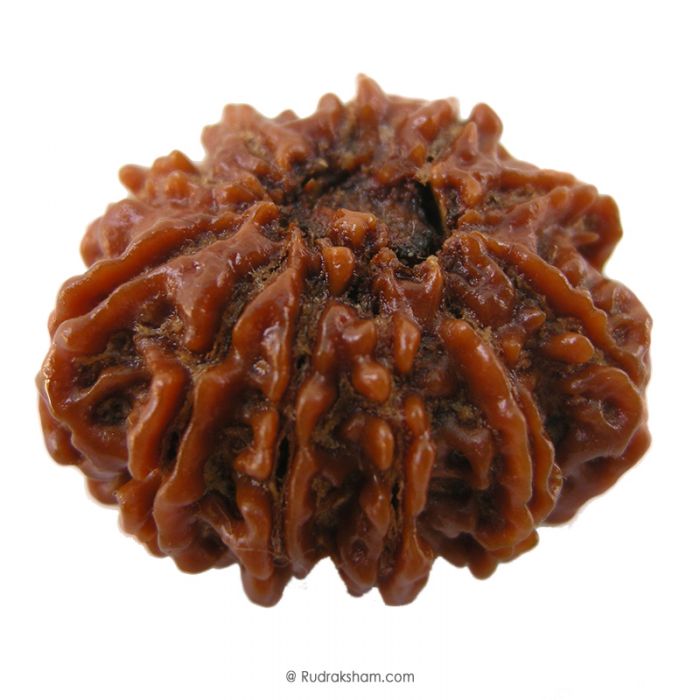 (28.98mm) 11 Mukhi Rudraksha Super Collector Bead | 11 Mukhi Rudraksha Bead | Gyarah Mukhi, Eleven Faced Rudraksha from Nepal 100% Authentic Pure Natural Shiva Bead - Super Collector Bead