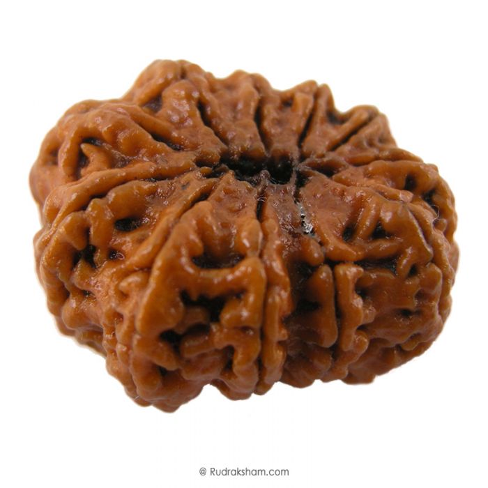 (31.22mm) 11 Mukhi Rudraksha Super Collector Bead | Eleven Mukhi Rudraksha Bead | Gyarah Mukhi, Eleven Faced Nepalese Rudraksha Shiva Bead | 11 Faced Rudraksha At Best Price