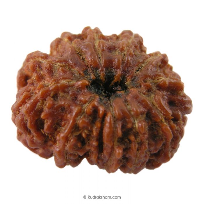 (30.20mm) 12 Mukhi Rudraksha Super Collector Bead | Twelve Mukhi Rudraksha Bead | Buy Online Energised And Original Barah Mukhi, Twelve (12) Faced Rudraksha From Nepal - Super Collector Bead