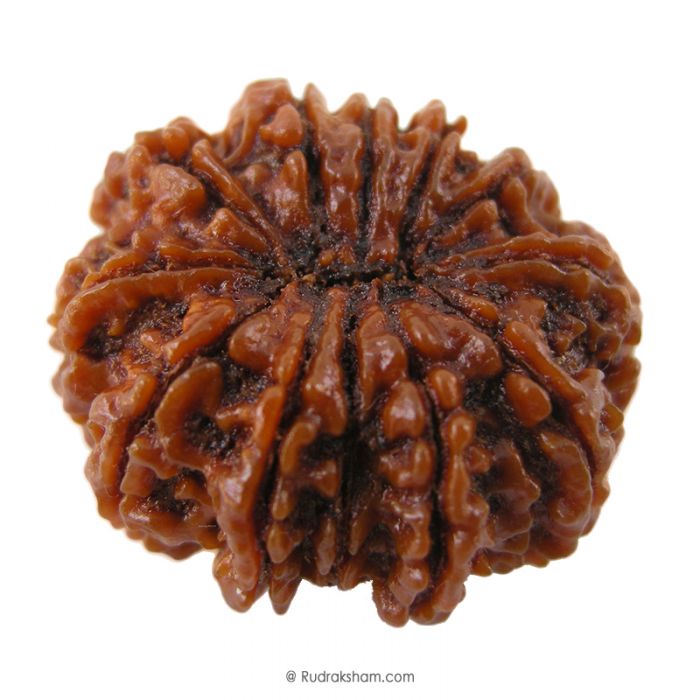 (29.31mm) 12 Mukhi Rudraksha Super Collector Bead | 12 Mukhi Rudraksha Bead | Barah Mukhi, Twelve Faced Nepal Rudraksha Energised Authentic Pure Natural - Super Collector Bead