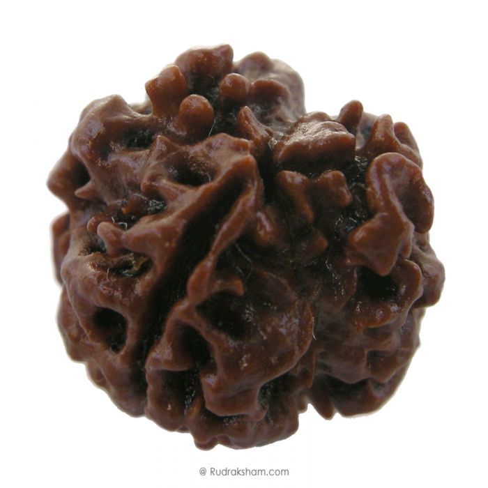 (19.57mm) 3 Mukhi Rudraksha Super Collector Bead | 3 Mukhi Rudraksha Bead | Teen Mukhi - Three Faced Rudraksha from Nepal | 100% Authentic Pure Natural - Super Collector Bead