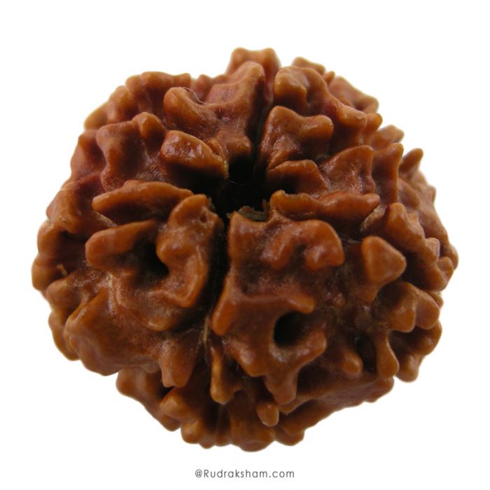 (24.12mm) 6 Mukhi Rudraksha Super Collector Bead | 6 Mukhi Rudraksha Bead | Chah Mukhi, Six Faced Nepal Rudraksha Bead | Buy Online Natural Authentic and Energised Six Face - Super Collector Bead