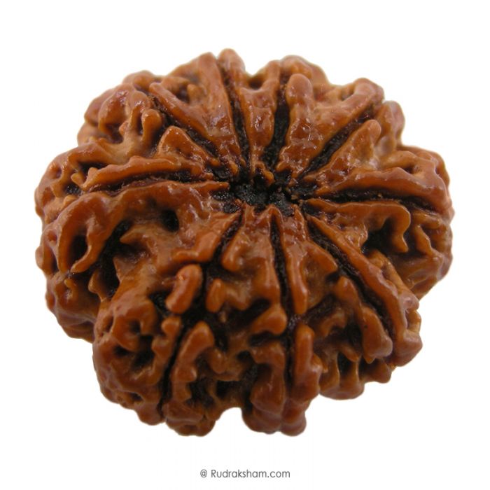 (27.15mm) 9 Mukhi Rudraksha Super Collector Bead | 9 Mukhi Rudraksha Bead | Nau Mukhi, Nine Faced Shiva Rudraksha Bead from Nepal | Energised and Original Rudraksh