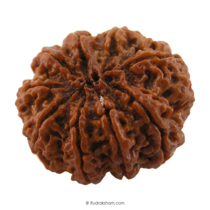 (26.19mm) 9 Mukhi Rudraksha Super Collector Bead | 9 Mukhi Rudraksha Bead | Nau Mukhi, Nine Faced Rudraksha Nepal Origin Super Collector Bead for Goddess Navdurga