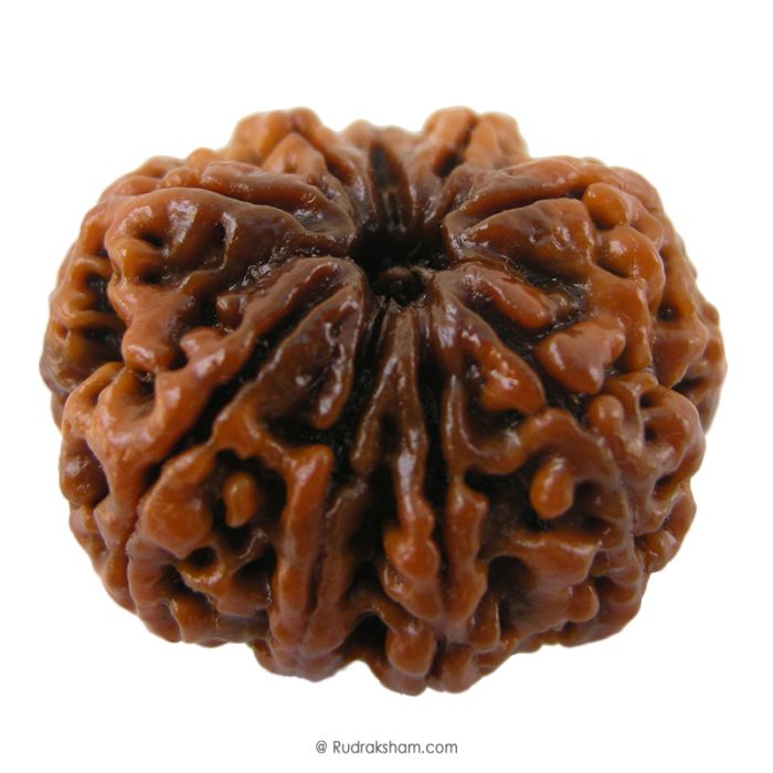 (27.65mm) 9 Mukhi Rudraksha Super Collector Bead | 9 Mukhi Rudraksha Bead | Nau Mukhi, Nine Faced Nepalese Rudraksha | Nine faced Rudraksha at Best Price