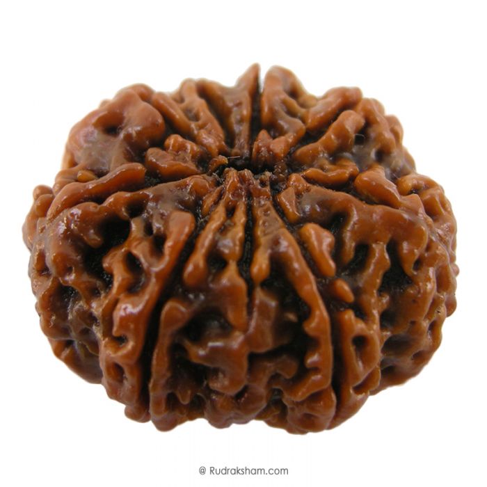 (27.65mm) 9 Mukhi Rudraksha Super Collector Bead | 9 Mukhi Rudraksha Bead | Nau Mukhi, Nine Faced Nepalese Rudraksha | Nine faced Rudraksha at Best Price