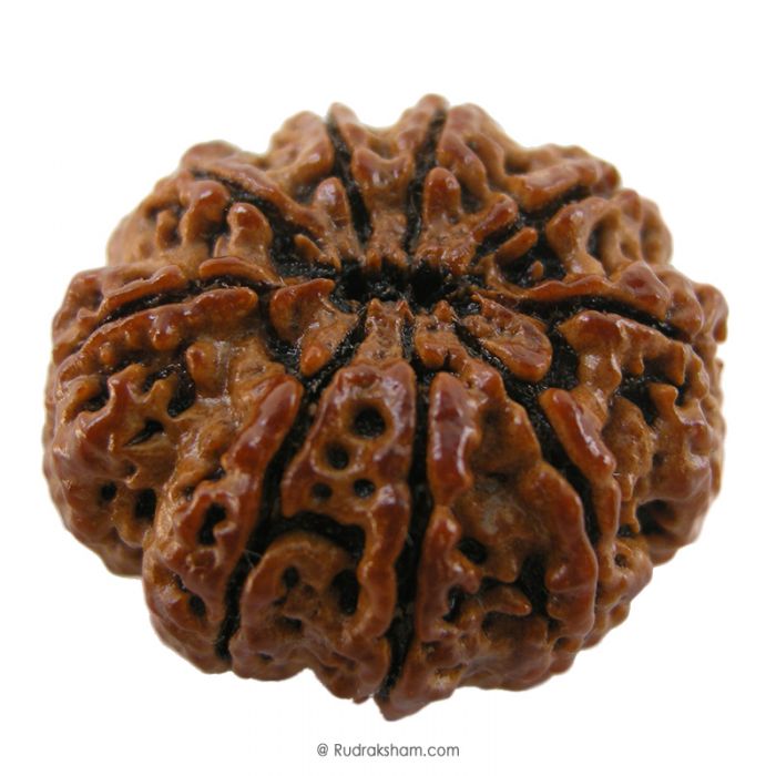 (26.70mm) 9 Mukhi Rudraksha Super Collector Bead | Nau Mukhi Rudraksha Bead | Nine Faced Rudraksha from Nepal | Energised 9 Mukhi Rudraksh