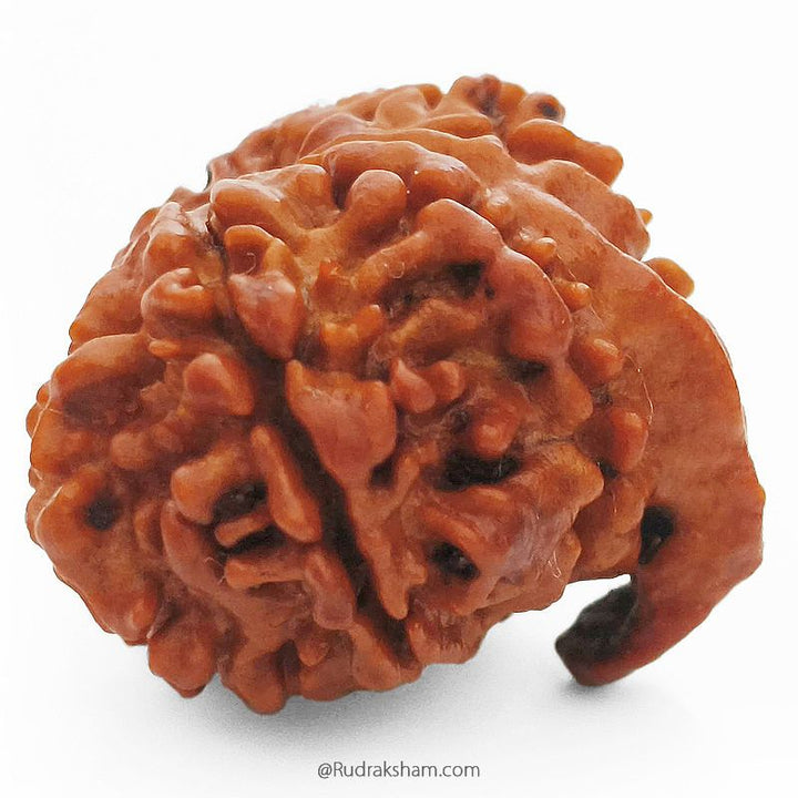 (22.42mm) 10 Mukhi Ganesh Rudraksha Bead From Nepal | Ten Faced, Dus Mukhi Rudraksha with Ganesha Trunk - 4