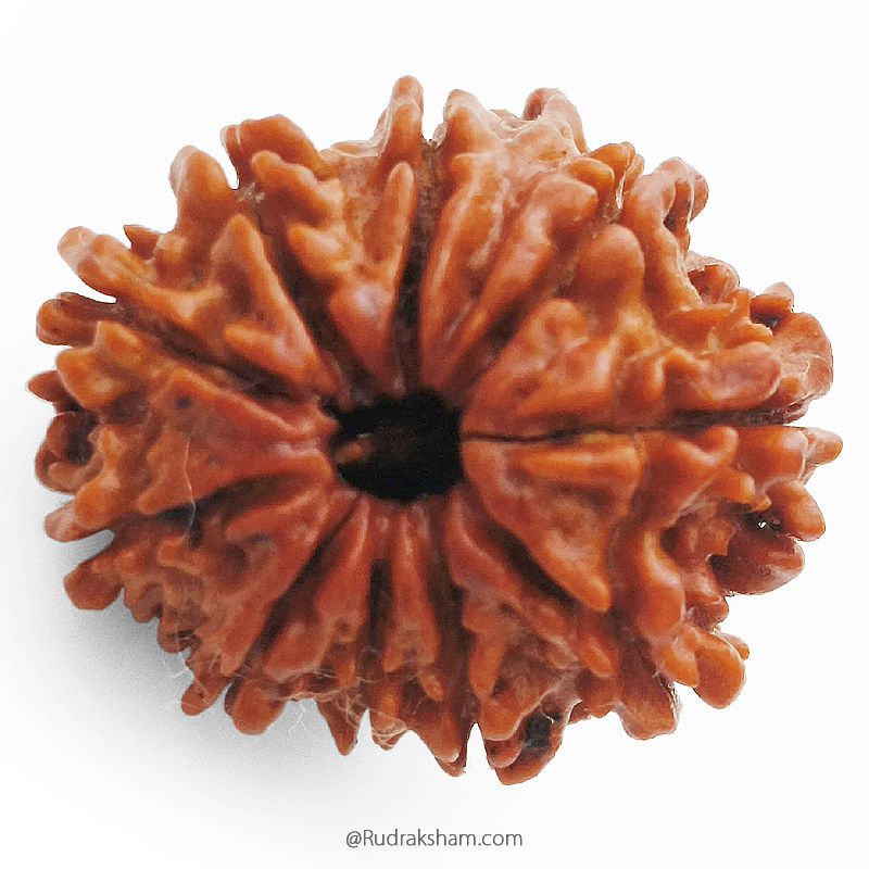 (22.42mm) 10 Mukhi Ganesh Rudraksha Bead From Nepal | Ten Faced, Dus Mukhi Rudraksha with Ganesha Trunk - 4