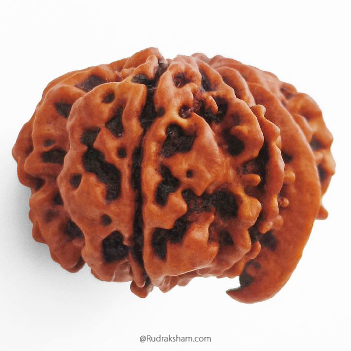 (26.77mm) 10 Mukhi Ganesh Rudraksha Bead From Nepal, Buy Online Natural Energised And Pure Ten Mukhi Ganesh Trunk Rudraksham