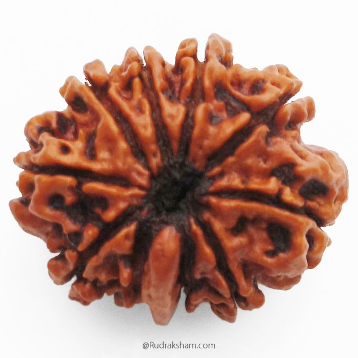 (26.77mm) 10 Mukhi Ganesh Rudraksha Bead From Nepal, Buy Online Natural Energised And Pure Ten Mukhi Ganesh Trunk Rudraksham