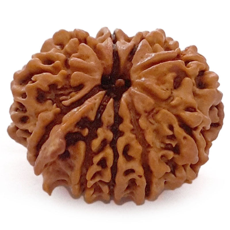 (25.28mm) 10 Mukhi Ganesh Nepal Rudraksha Bead | Buy Online Original Authentic And Pure Ten Mukhi Rudraksha Bead - 2