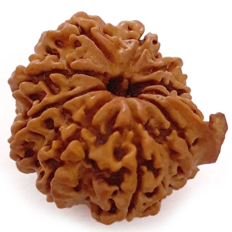 (25.28mm) 10 Mukhi Ganesh Nepal Rudraksha Bead | Buy Online Original Authentic And Pure Ten Mukhi Rudraksha Bead - 2