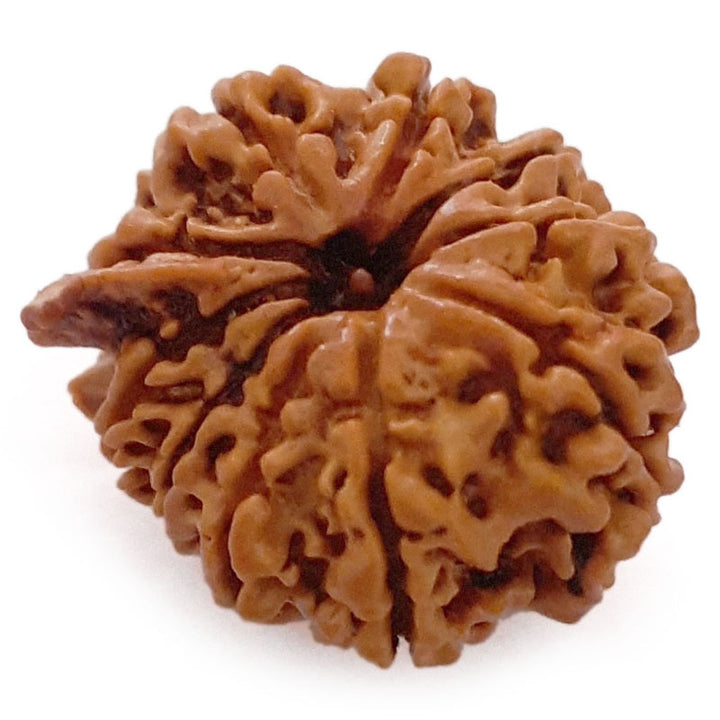 (25.28mm) 10 Mukhi Ganesh Nepal Rudraksha Bead | Buy Online Original Authentic And Pure Ten Mukhi Rudraksha Bead - 2