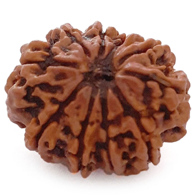 (22.16mm) 10 Mukhi Ganesh Nepali Rudraksha Bead | Buy Natural and Pure Ten ( Dus) Mukhi Ganesha Bead - 3