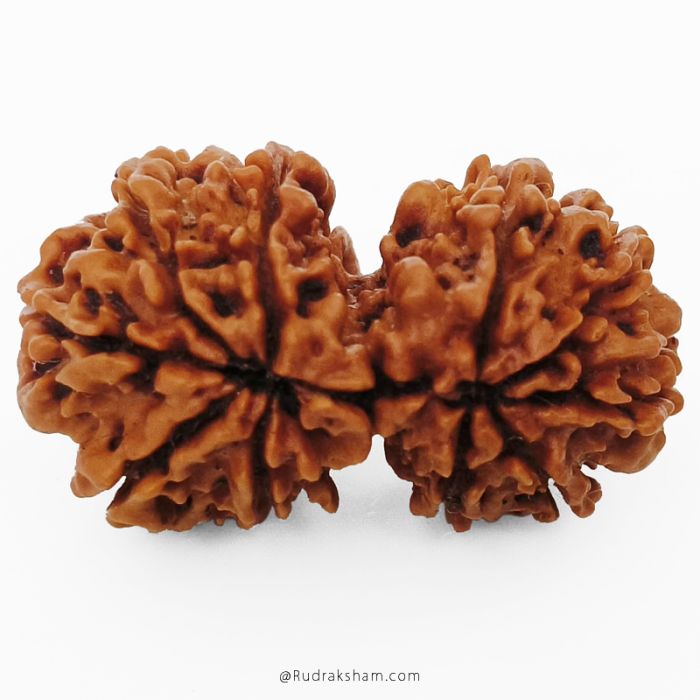 (27.57mm) Gauri Shankar Rudraksha Bead | 10 Mukhi Gauri Shankar Rudraksha | Gauri Shankar Rudraksha Ten Mukhi | Shiva Parvati Nepal Bead | Original Energised 100% Natural Bead