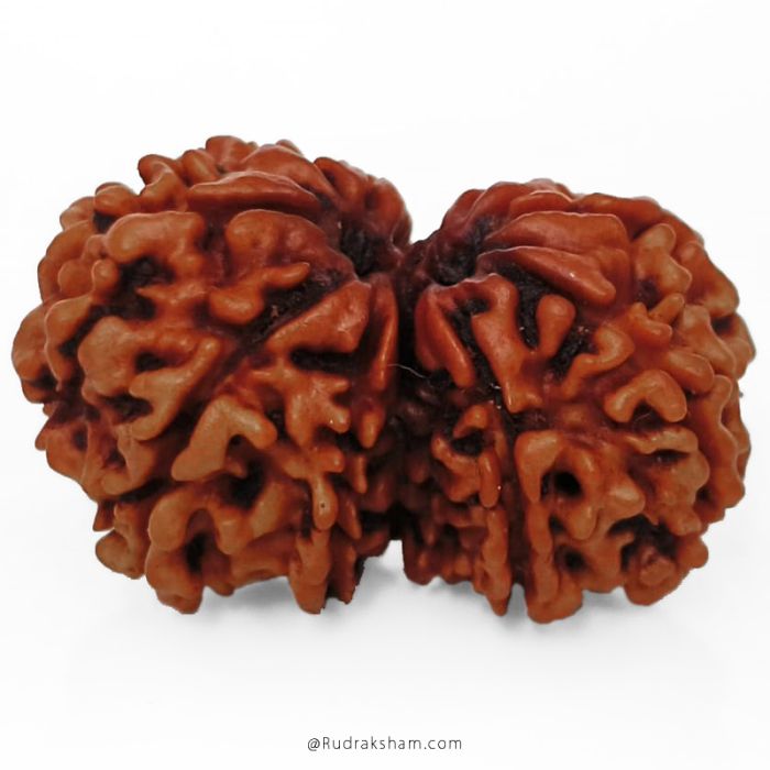 (28.09mm) Gauri Shankar Rudraksha Bead | 10 Mukhi Gauri Shankar Rudraksha | Gauri Shankar Rudraksha Ten Mukhi | Shiva Parvati Nepal Bead | Original Energised 100% Natural Bead