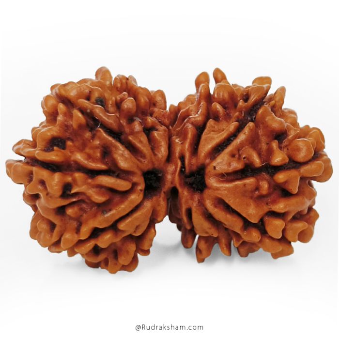 (28.75mm) Gauri Shankar Rudraksha Bead | 10 Mukhi Gauri Shankar Rudraksha | Gauri Shankar Rudraksha Ten Mukhi | Shiva Parvati Nepal Bead | Original Energised 100% Natural Bead