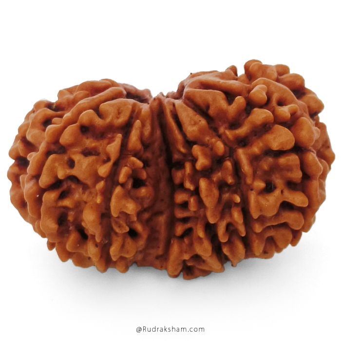 (28.75mm) Gauri Shankar Rudraksha Bead | 10 Mukhi Gauri Shankar Rudraksha | Gauri Shankar Rudraksha Ten Mukhi | Shiva Parvati Nepal Bead | Original Energised 100% Natural Bead