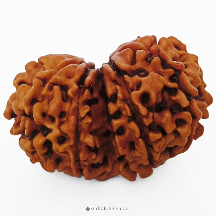 (29.37mm) Gauri Shankar Rudraksha Bead | 10 Mukhi Gauri Shankar Rudraksha | Gauri Shankar Rudraksha Ten Mukhi | Shiva Parvati Nepal Bead | Original Energised 100% Natural Bead