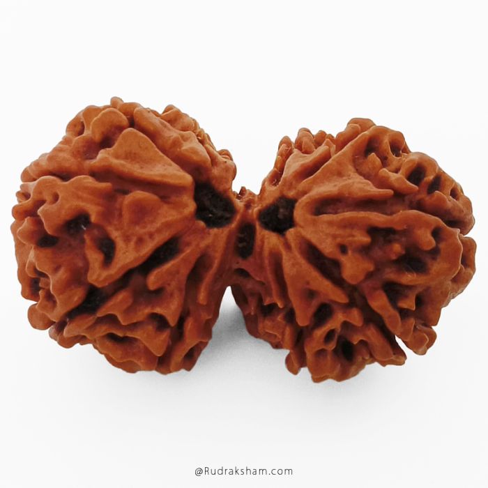 (31.57mm) Gauri Shankar Rudraksha Bead | 10 Mukhi Gauri Shankar Rudraksha | Gauri Shankar Rudraksha Ten Mukhi | Shiva Parvati Nepal Bead | Original Energised 100% Natural Bead