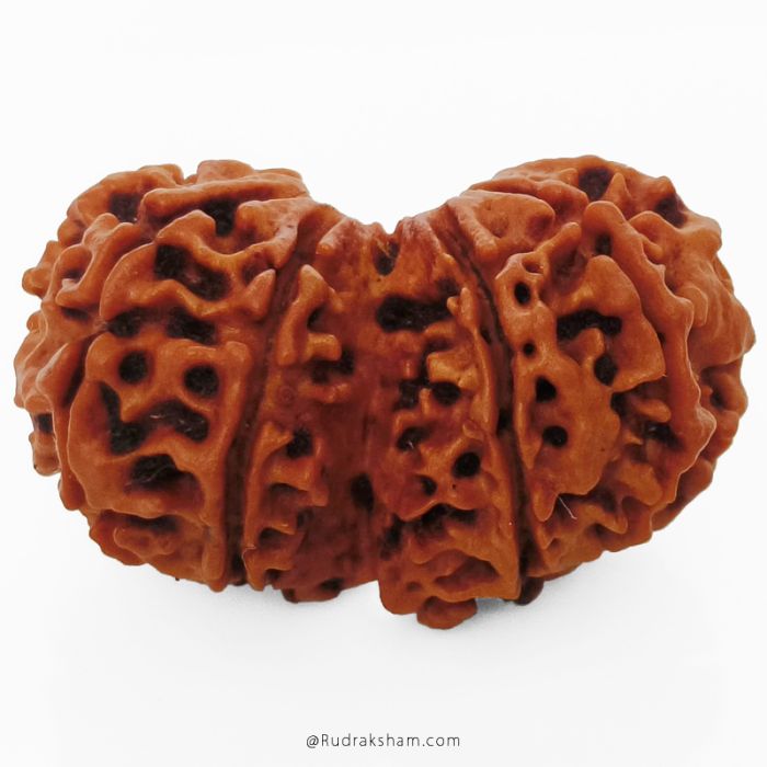 (31.57mm) Gauri Shankar Rudraksha Bead | 10 Mukhi Gauri Shankar Rudraksha | Gauri Shankar Rudraksha Ten Mukhi | Shiva Parvati Nepal Bead | Original Energised 100% Natural Bead