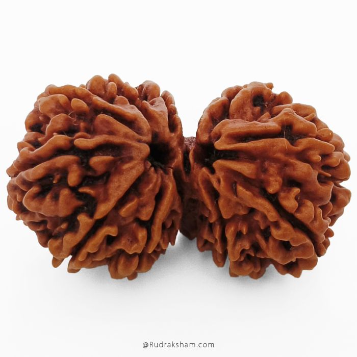 (33.74mm) Gauri Shankar Rudraksha Bead | 10 Mukhi Gauri Shankar Rudraksha | Gauri Shankar Rudraksha Ten Mukhi | Shiva Parvati Nepal Bead | Original Energised 100% Natural Bead