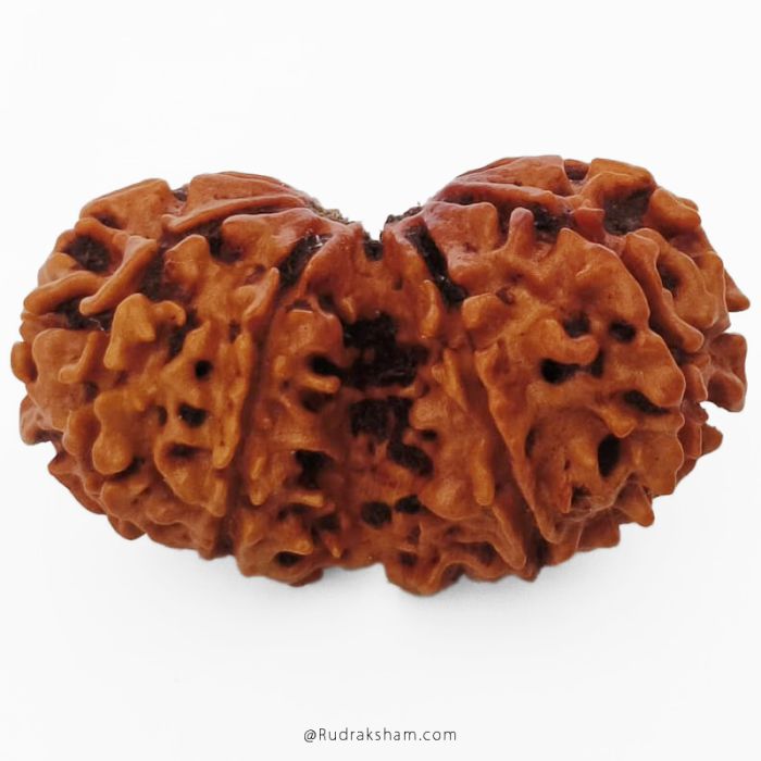 (34.12mm) Gauri Shankar Rudraksha Bead | 10 Mukhi Gauri Shankar Rudraksha | Gauri Shankar Rudraksha Ten Mukhi | Shiva Parvati Nepal Bead | Original Energised 100% Natural Bead