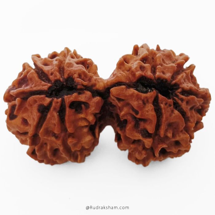 (34.12mm) Gauri Shankar Rudraksha Bead | 10 Mukhi Gauri Shankar Rudraksha | Gauri Shankar Rudraksha Ten Mukhi | Shiva Parvati Nepal Bead | Original Energised 100% Natural Bead