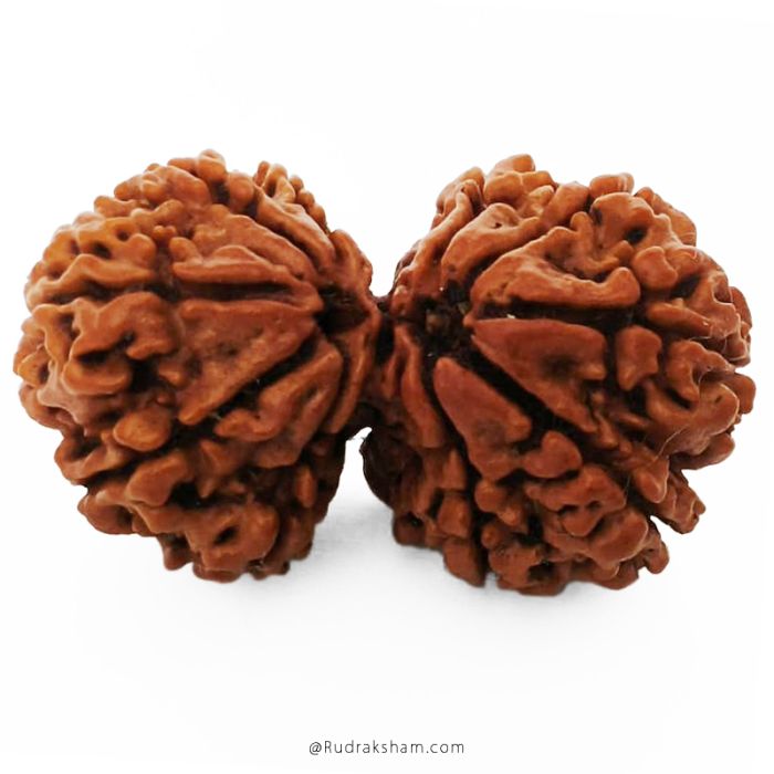 (34.15mm) Gauri Shankar Rudraksha Bead | 10 Mukhi Gauri Shankar Rudraksha | Gauri Shankar Rudraksha Ten Mukhi | Shiva Parvati Nepal Bead | Original Energised 100% Natural Bead