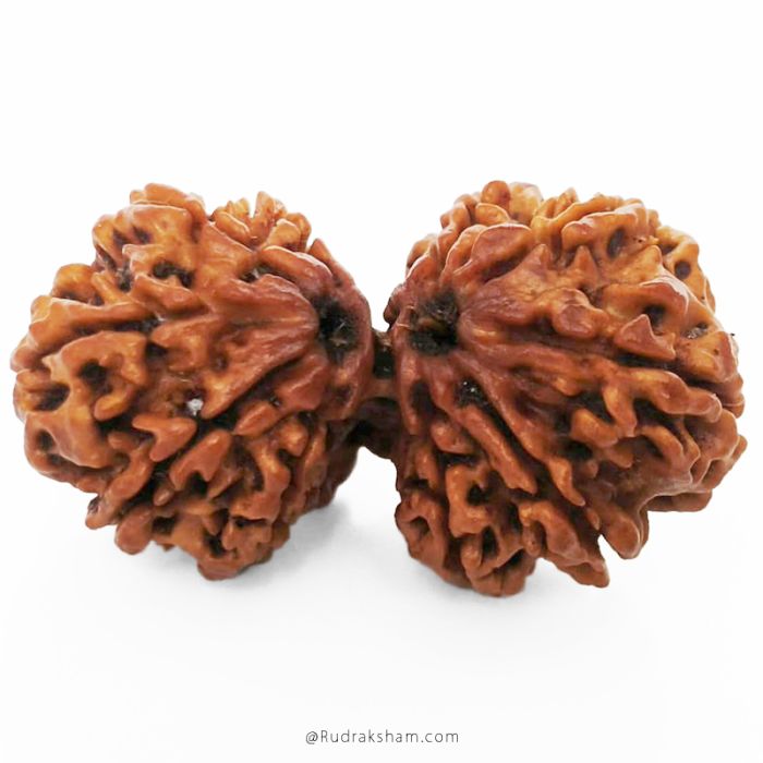 (35.80mm) Gauri Shankar Rudraksha Bead | 10 Mukhi Gauri Shankar Rudraksha | Gauri Shankar Rudraksha Ten Mukhi | Shiva Parvati Nepal Bead | Original Energised 100% Natural Bead