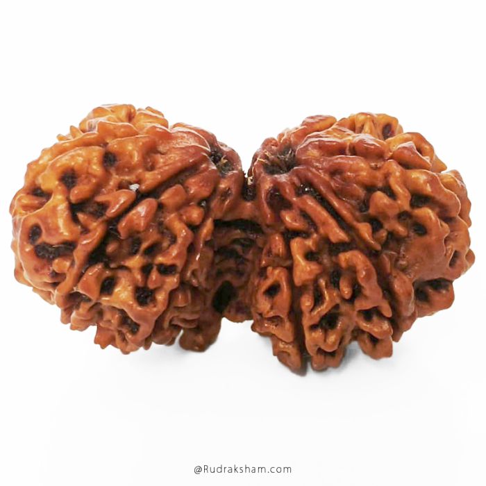 (35.80mm) Gauri Shankar Rudraksha Bead | 10 Mukhi Gauri Shankar Rudraksha | Gauri Shankar Rudraksha Ten Mukhi | Shiva Parvati Nepal Bead | Original Energised 100% Natural Bead