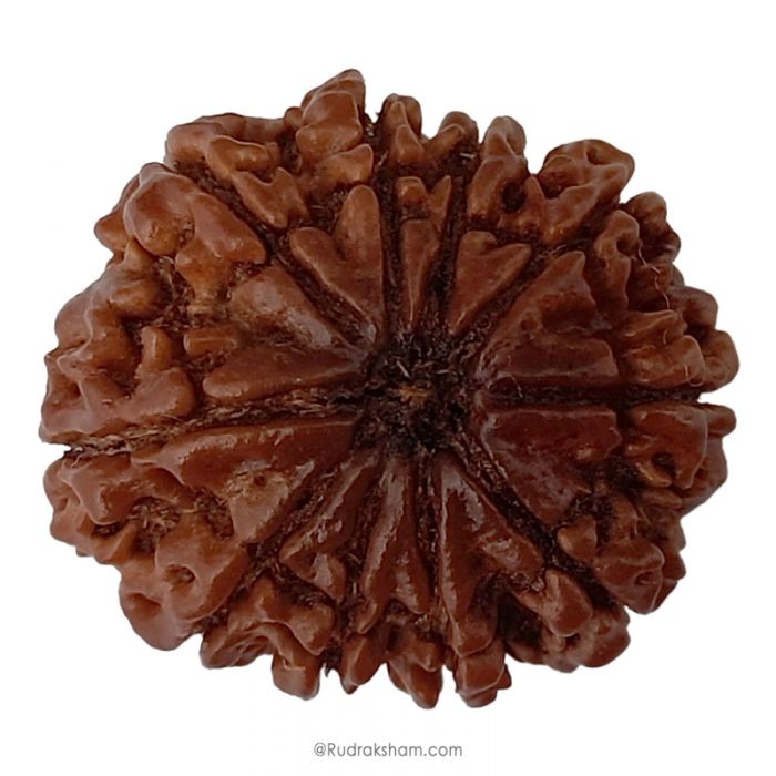 (28.21mm) 10 Mukhi Rudraksha Super Collector Bead | Dus Mukhi Rudraksha Bead, Ten Faced Rudraksha From Nepal | Energised 10 Mukhi Rudraksh