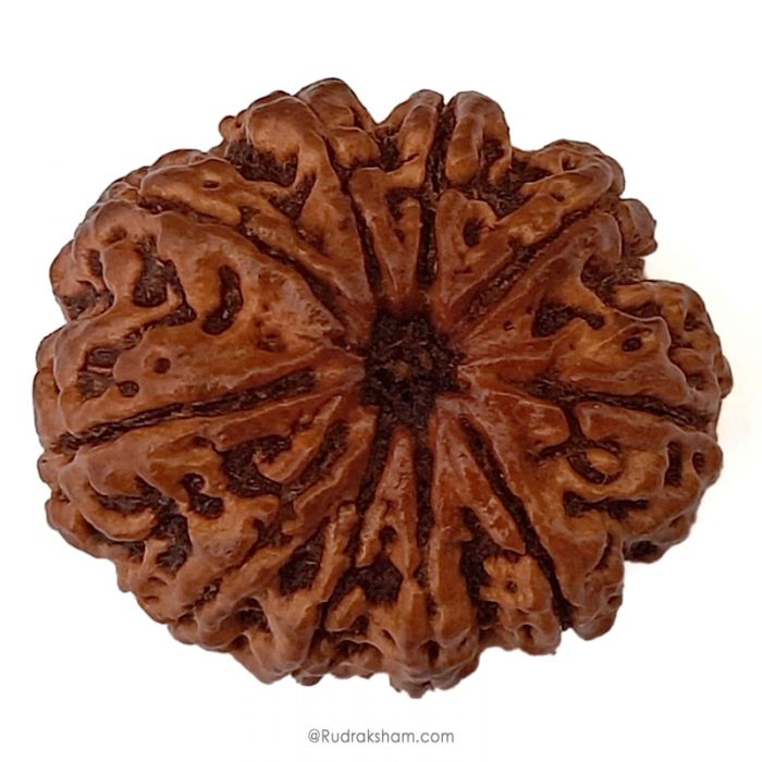 (29.14mm) 10 Mukhi Rudraksha Super Collector Bead | 10 Mukhi Rudraksha Bead | Dus Mukhi, Ten Faced Nepali Rudraksha | 10 Mukhi Rudraksha Mantra