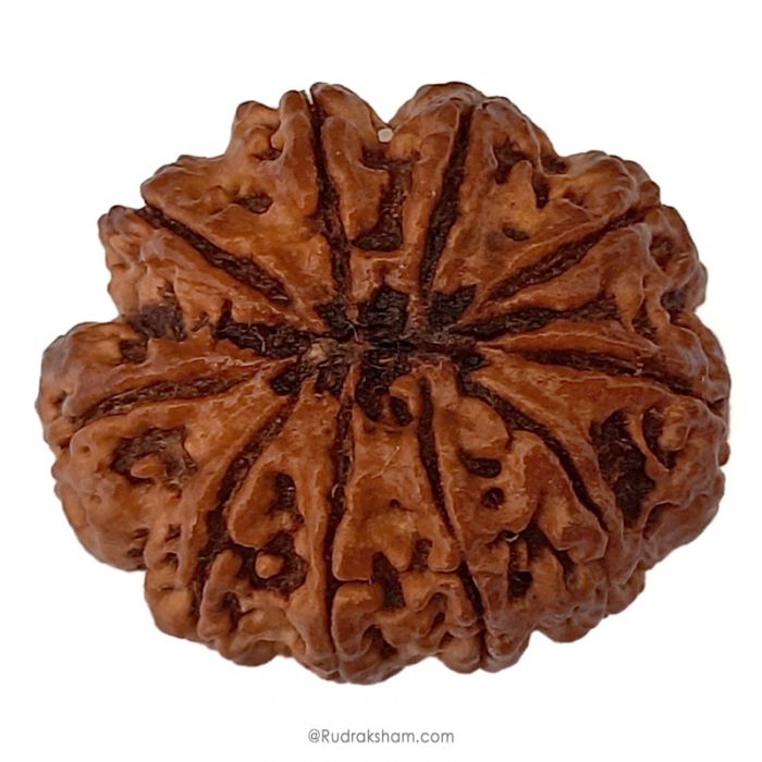 (29.14mm) 10 Mukhi Rudraksha Super Collector Bead | 10 Mukhi Rudraksha Bead | Dus Mukhi, Ten Faced Nepali Rudraksha | 10 Mukhi Rudraksha Mantra