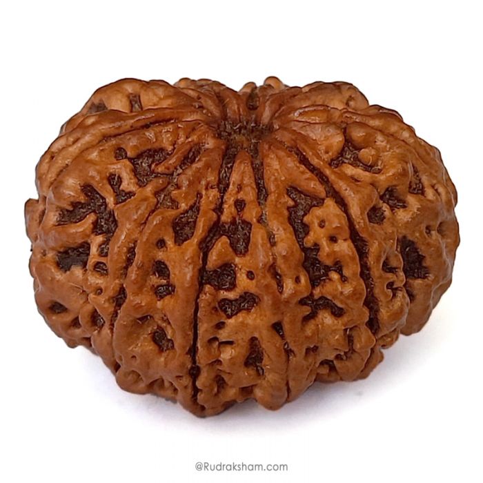(29.14mm) 10 Mukhi Rudraksha Super Collector Bead | 10 Mukhi Rudraksha Bead | Dus Mukhi, Ten Faced Nepali Rudraksha | 10 Mukhi Rudraksha Mantra