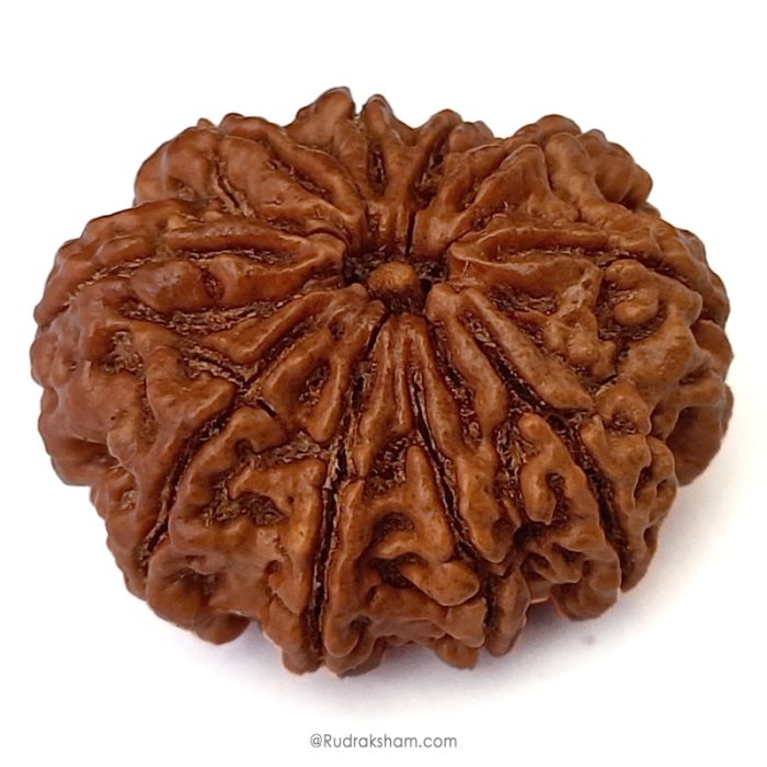 (29.16mm) 10 Mukhi Rudraksha Super Collector Bead | 10 Mukhi Rudraksha Bead | Dus Mukhi - Ten Faced Rudraksha Nepal Origin Shiva Bead - Super Collector Rudraksha