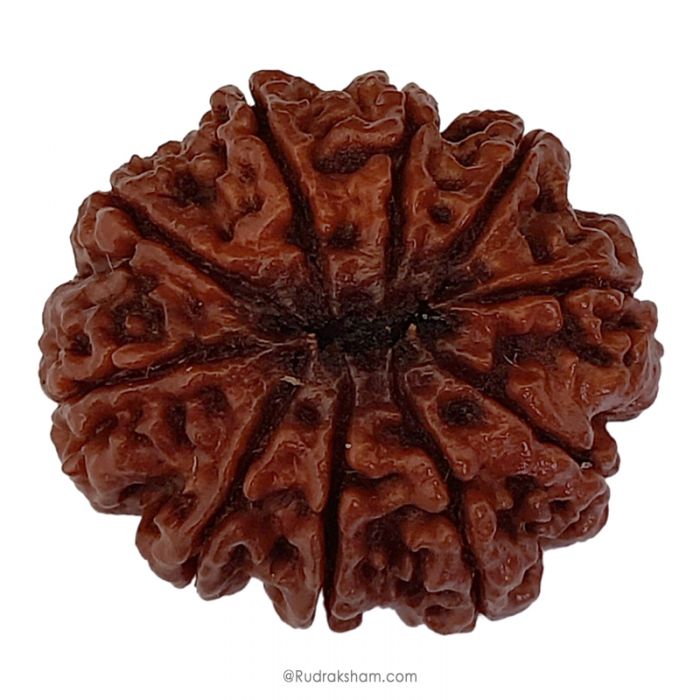 (29.28mm) 10 Mukhi Rudraksha Super Collector Bead | 10 Mukhi Rudraksha Bead | Buy Online Energised And Original Dus Mukhi, Ten (10) Faced Rudraksha From Nepal - Super Collector Bead