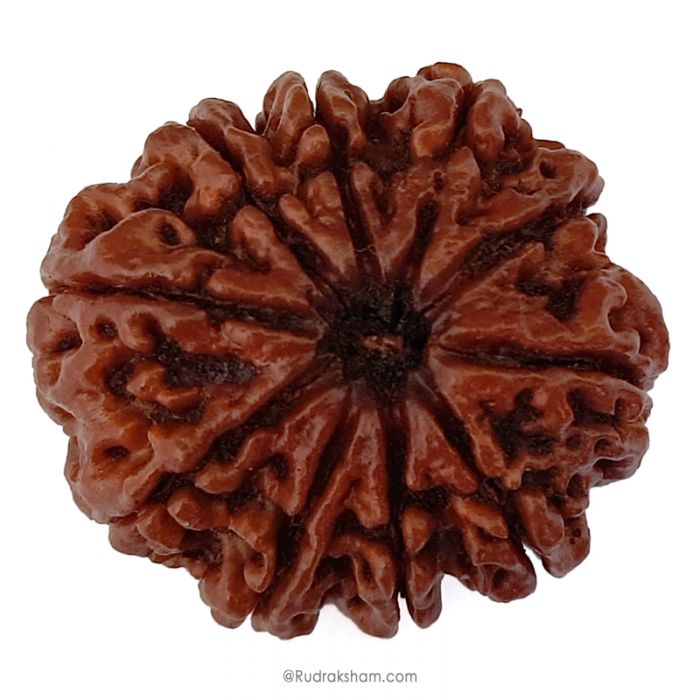 (29.28mm) 10 Mukhi Rudraksha Super Collector Bead | 10 Mukhi Rudraksha Bead | Buy Online Energised And Original Dus Mukhi, Ten (10) Faced Rudraksha From Nepal - Super Collector Bead