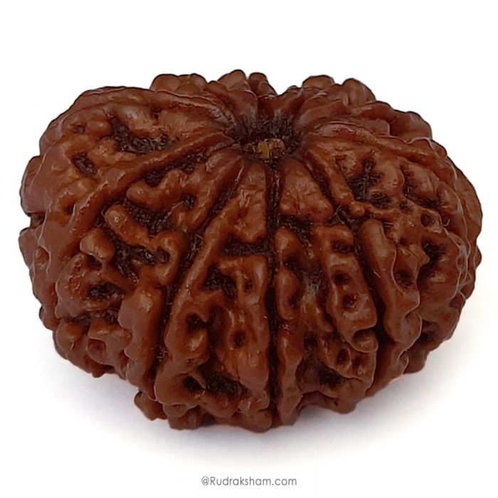 (29.28mm) 10 Mukhi Rudraksha Super Collector Bead | 10 Mukhi Rudraksha Bead | Buy Online Energised And Original Dus Mukhi, Ten (10) Faced Rudraksha From Nepal - Super Collector Bead