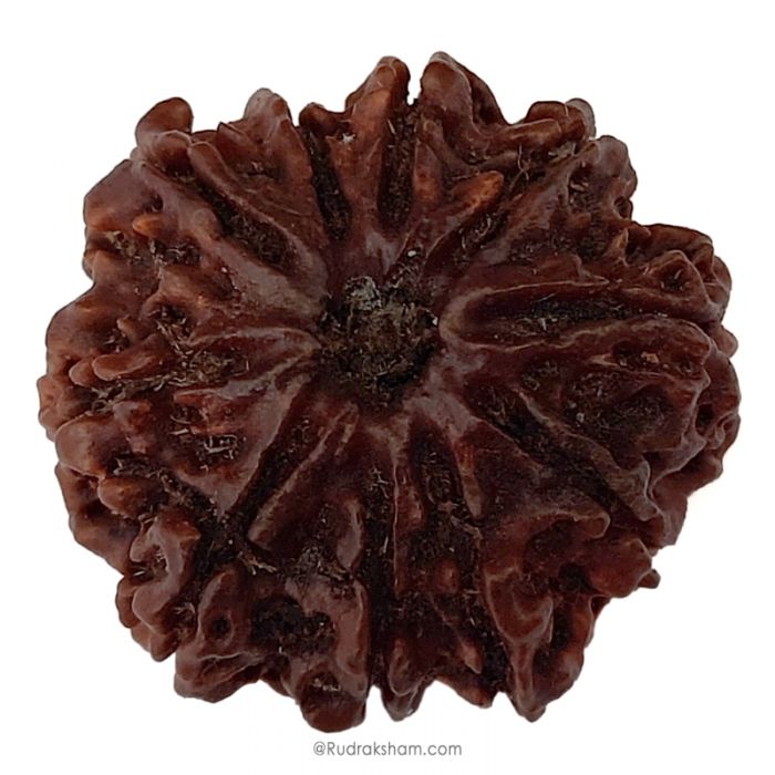 (29.50mm) 10 Mukhi Rudraksha Super Collector Bead | Ten Mukhi Rudraksha Bead | Dus Mukhi - Ten Faced Rudraksha Nepal Origin, Buy Online Energised And Original 10 Mukhi Rudraksha - Super Collector Bead