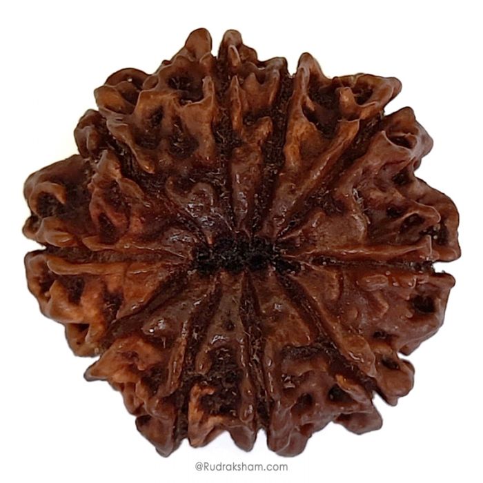 (29.50mm) 10 Mukhi Rudraksha Super Collector Bead | Ten Mukhi Rudraksha Bead | Dus Mukhi - Ten Faced Rudraksha Nepal Origin, Buy Online Energised And Original 10 Mukhi Rudraksha - Super Collector Bead