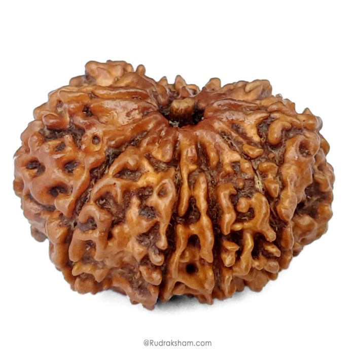 (29.60mm) 10 Mukhi Rudraksha Super Collector Bead | Ten Mukhi Rudraksha Bead | Dus Mukhi, Ten Faced Nepalese Rudraksha Shiva Bead | 10 Faced Rudraksha At Best Price