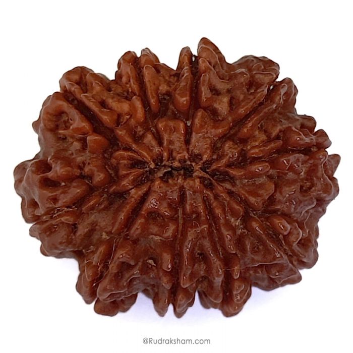 (30.44mm) 10 Mukhi Rudraksha Super Collector Bead | Dus Mukhi Rudraksha Bead | 10 Faced Nepali Rudraksha, Ten Mukhi - Super Collector Bead