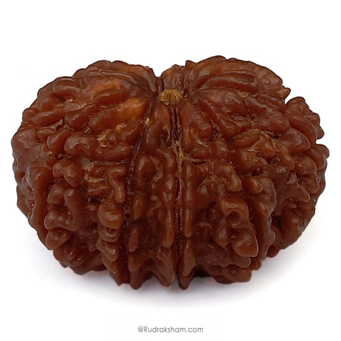 (30.44mm) 10 Mukhi Rudraksha Super Collector Bead | Dus Mukhi Rudraksha Bead | 10 Faced Nepali Rudraksha, Ten Mukhi - Super Collector Bead